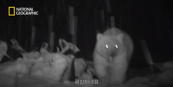 내셔널지오그래픽팀이 카크토빅 마을의 뼈더미 근처에서 관찰 카메라를 통해 포착한 그롤라베어의 모습. (출처: National Geographic Korea/Youtube)