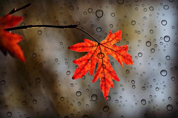* 《비》(1941년), 정지용, Pixabay